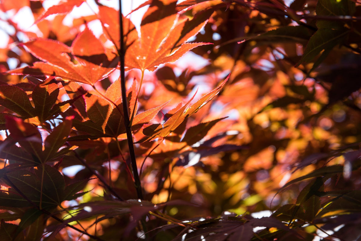 AUTUMN LIGHT